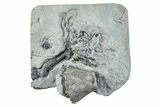 Fossil Crinoid (Eucalyptocrinus) Holdfast & Calyx - Indiana #281494-1